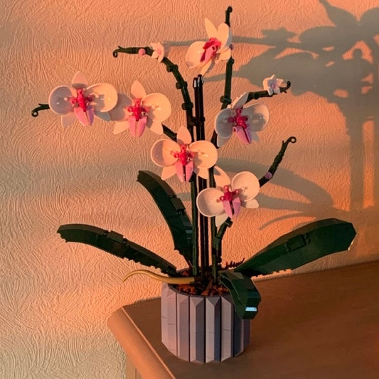 6 * Orchideen